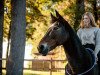 dressage horse Shana 29 (Friesian-Mix, 2004)