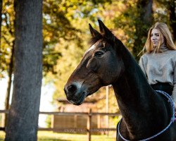 dressage horse Shana 29 (Friesian-Mix, 2004)