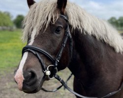 Pferd Max (Schwarzwälder Kaltblut, 2020, von Mentor)