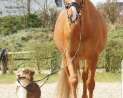 dressage horse Cecilli (Westphalian, 2007, from Coronados-Boy)