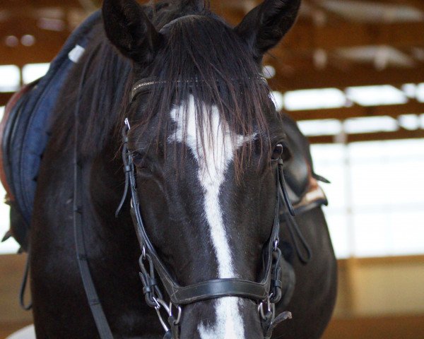 jumper Wilder Kaiser (Trakehner, 2018, from Adorator)