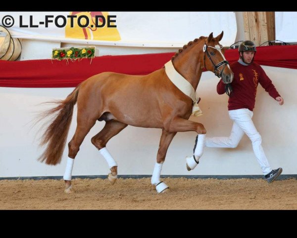 dressage horse Dembele (German Sport Horse, 2021, from DSP de Sandro)