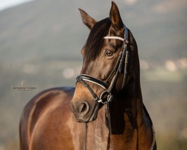 dressage horse Bono (unknown, 2015)