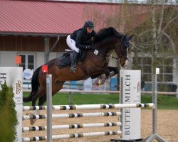 jumper Coole Socke Tg (German Sport Horse, 2017, from Clooney)