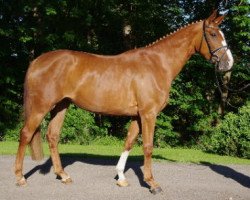 broodmare Schmuckstück (Hanoverian, 2009, from San Remo)