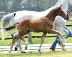 broodmare Persika (Oldenburg, 1997, from Granulit)