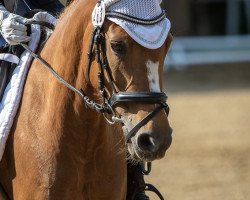 dressage horse Betty Lou (German Riding Pony, 2014, from Bon Jovi)