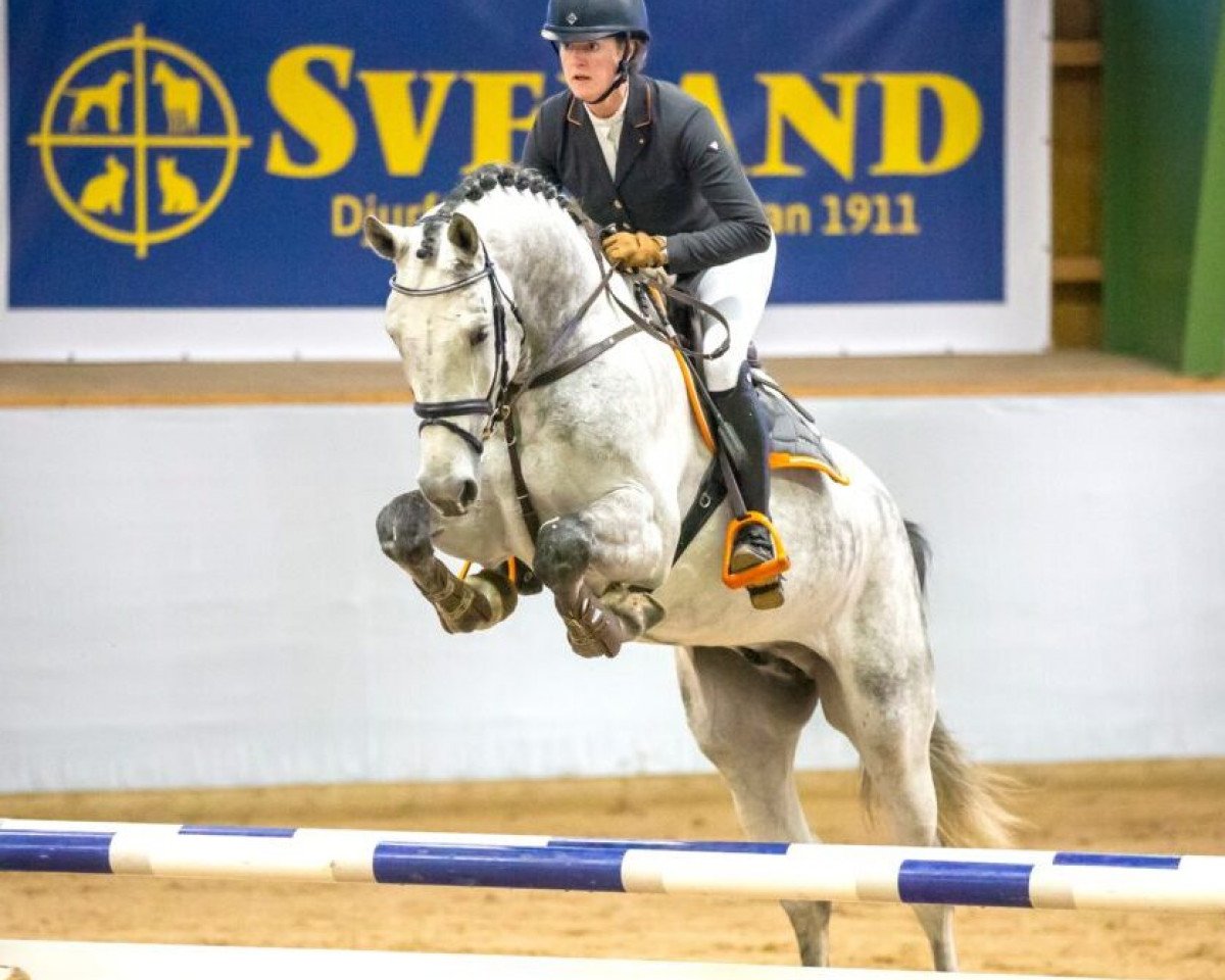 stallion Cornetto du Lys PS (Oldenburg, 2015, from Cornet du Lys)