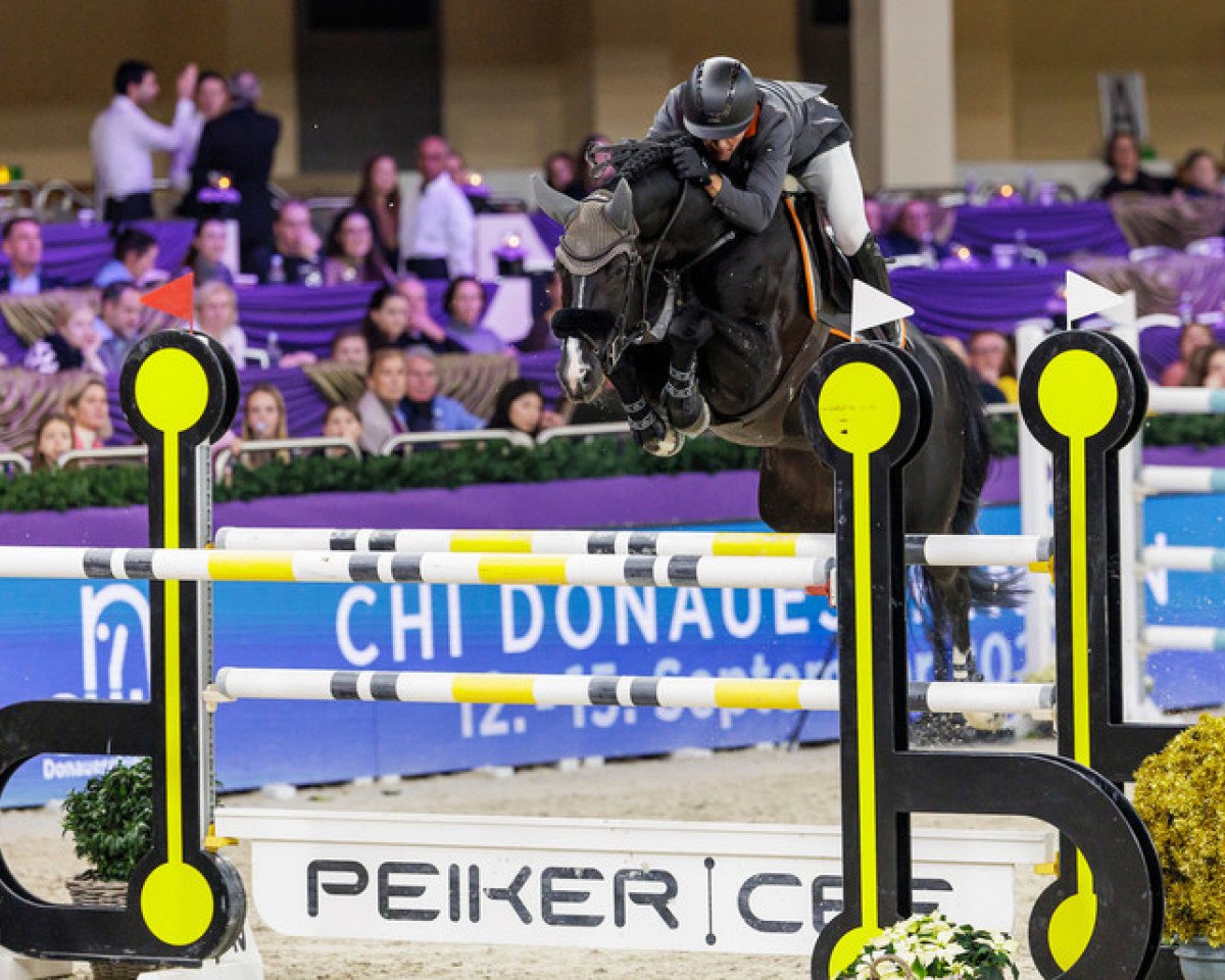 stallion Baloutaire PS (Oldenburg show jumper, 2011, from Balou du Rouet)