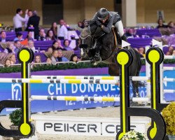 stallion Baloutaire PS (Oldenburg show jumper, 2011, from Balou du Rouet)