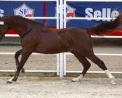 stallion Champion du Lys (Selle Français, 2012, from Nervoso)