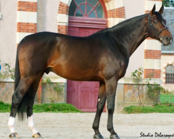 stallion Nervoso (Selle Français, 2001, from Le Tôt de Semilly)