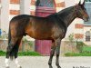 stallion Nervoso (Selle Français, 2001, from Le Tot de Semilly)