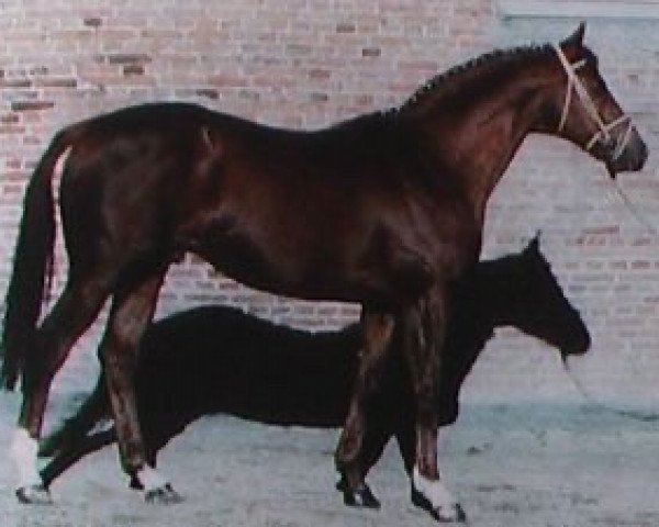 stallion Franc Parler xx (Thoroughbred, 1982, from Thatch xx)