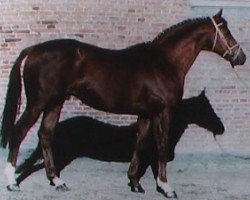 stallion Franc Parler xx (Thoroughbred, 1982, from Thatch xx)