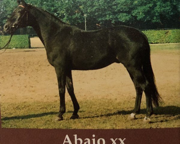 stallion Abajo xx (Thoroughbred, 1970, from Chief xx)