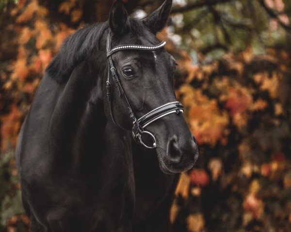 broodmare Jule (Hanoverian, 2012, from Jazz)