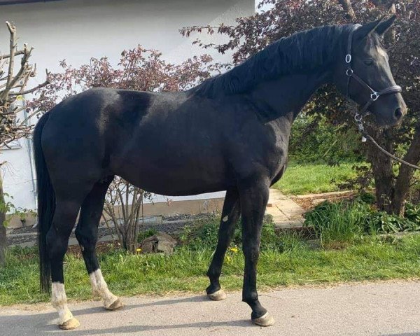 broodmare La Chica Samica H (Oldenburg, 2015, from Samarino H)