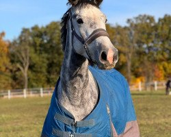 broodmare Cellistin T (Mecklenburg, 2019, from Cellow - B)