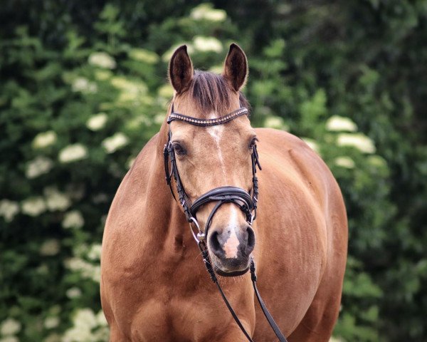 stallion Steendieks Carry Gold (German Riding Pony, 2012, from FS Chambertin)