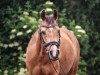 stallion Steendieks Carry Gold (German Riding Pony, 2012, from FS Chambertin)