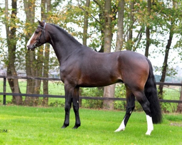 stallion Freeman VDL (Dutch Warmblood, 2010, from VDL Emmerton)