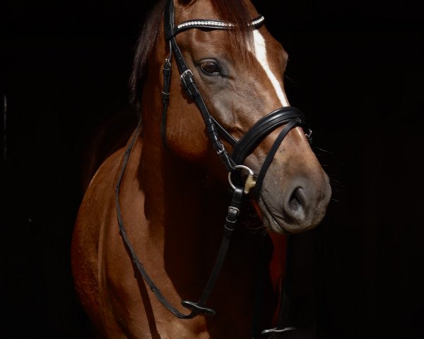 dressage horse Galateia B (Hanoverian, 2020, from Goldfever II)