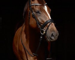 dressage horse Galateia B (Hanoverian, 2020, from Goldfever II)