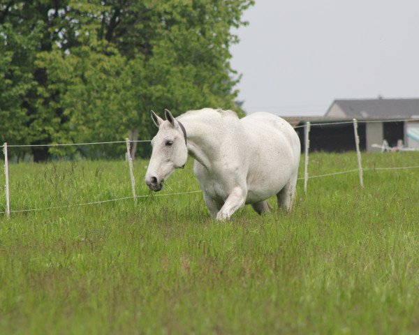 Pferd Rhytm Dancer (Mecklenburger, 2010, von Rodiste)