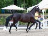 broodmare Samana (Hanoverian, 2019, from Sandro Hit)