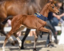 dressage horse Elestine (Hanoverian, 2023, from Escaneno)