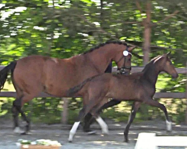 dressage horse Hengst von Escaneno / Vitalis (Hanoverian, 2023, from Escaneno)