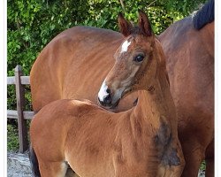 dressage horse Escavallo (Hanoverian, 2023, from Escaneno)