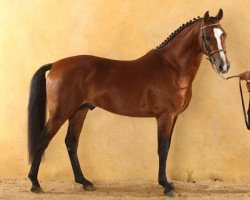 stallion Aleos de Terretot (French Pony, 2010, from Quabar des Monceaux)