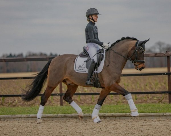 stallion Ceylon E WE (German Riding Pony, 2011, from Cyriac WE)