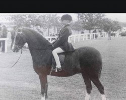 Pferd Barkway Playboy (Welsh Pony (Sek.B), 1986, von Teilwood Scorpio)