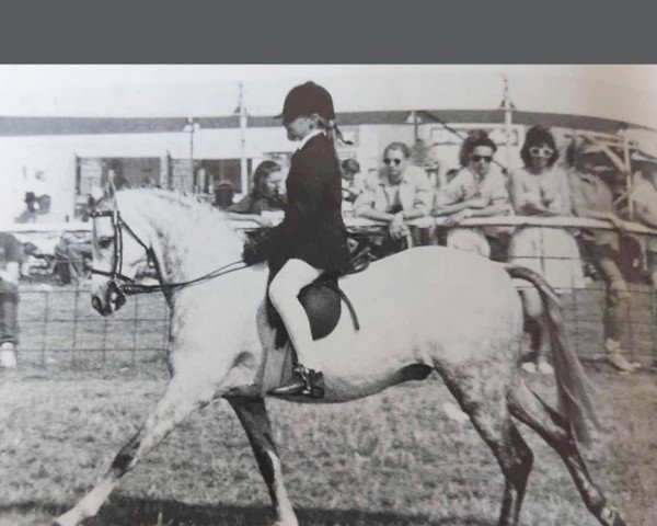 horse Waxwing Dreams Royal (British Riding Pony, 1982, from Keston Royal Occasion)