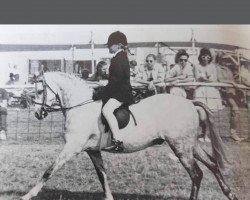 Pferd Waxwing Dreams Royal (British Riding Pony, 1982, von Keston Royal Occasion)