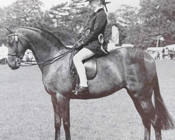 broodmare Longriver Diana (Welsh Partbred, 1985, from Rotherwood Royalist)