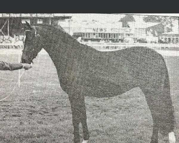 Zuchtstute Rosslyn Dominique (British Riding Pony, 1986, von Thornhill Sullivan)