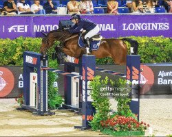 jumper Chatondo (Oldenburg show jumper, 2010, from Chacco-Blue)