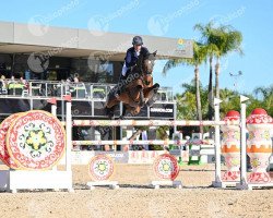 jumper Madagascar Dwerse Hagen (Belgian Warmblood, 2012, from Va-Vite)