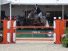 Springpferd Emerald Irish Cruise (Irish Sport Horse, 2015, von Ringfort Cruise)