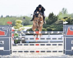 jumper Pompeia (Oldenburg show jumper, 2011, from Popstar Lozonais)