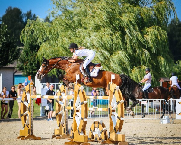 jumper Asfort Z (Zangersheide riding horse, 2009, from Asca Z)