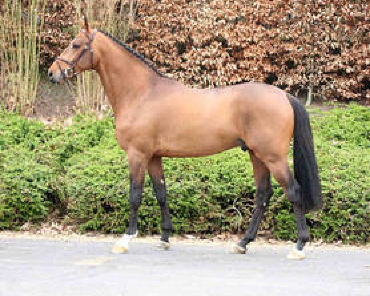 Deckhengst Iceberg ST (Belgisches Warmblut, 2008, von Cassini II)