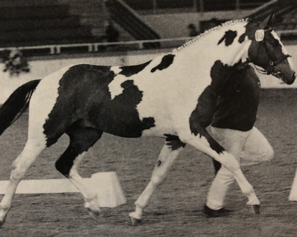stallion Abgott's Jarino (Pinto / Small Riding Horse, 2000, from Abgott's Pt. Joe)