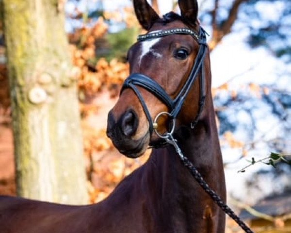 dressage horse Donna Summer 11 (German Riding Pony, 2019, from Designed in Black AT)