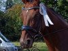 dressage horse Fancy Feeling (Westphalian, 2009, from Feiner Bedo)