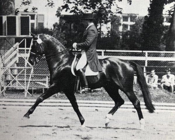 stallion Donnerwetter (Oldenburg, 1977, from Disput)